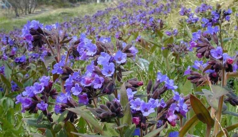 Lungwort για την προετοιμασία ενός εγχύματος που προάγει τη μεγέθυνση του πέους