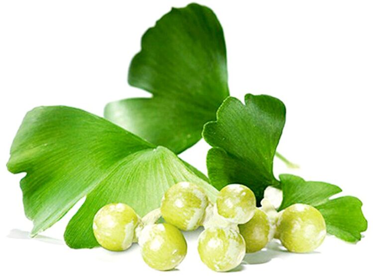 Τα φύλλα Ginkgo biloba βελτιώνουν την κυκλοφορία του αίματος στους ιστούς του πέους